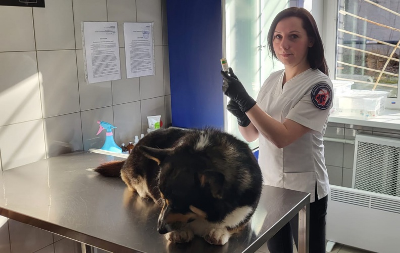 В Подмосковье бесплатно вакцинируют собак и кошек от бешенства