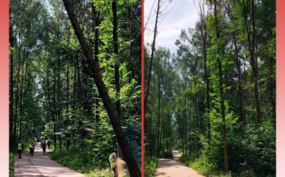 В Красногорском лесопарке ликвидировано аварийное дерево