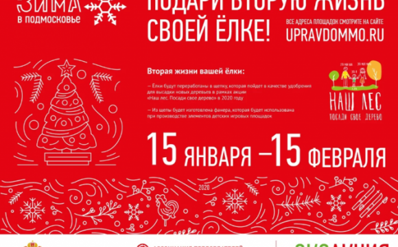 Пункты приема новогодних елок откроются в Красногорске 15 января