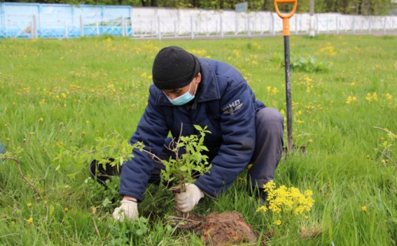 Свыше 260 деревьев и кустарников высадили в Красногорске