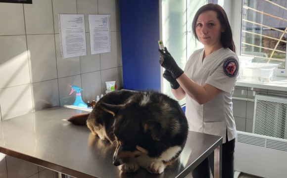 В Подмосковье бесплатно вакцинируют собак и кошек от бешенства