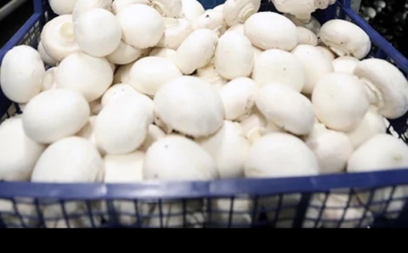 Правительство РФ внесло грибы в перечень сельскохозяйственной продукции
