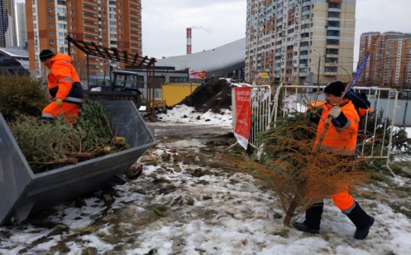 Почти 1700 новогодних деревьев сдали красногорцы в рамках акции «Подари вторую жизнь своей елке!»