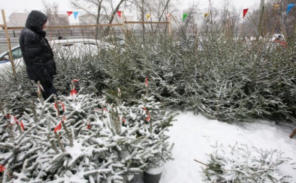 Первый елочный базар откроется в Красногорске 6 декабря