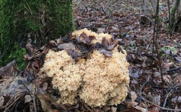Редчайшая «грибная капуста» впервые обнаружена в Красногорске