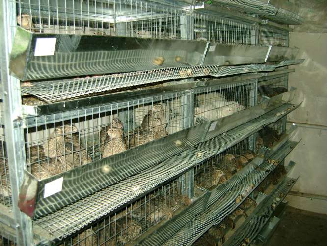 На птицефабриках Московской области произведено более 30 млн. штук перепелиных яиц