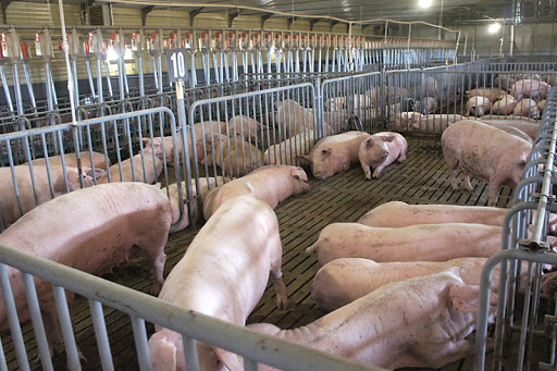 Подмосковные фермеры начали применять новые ветправила по содержанию свиней