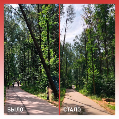 В Красногорском лесопарке ликвидировано аварийное дерево