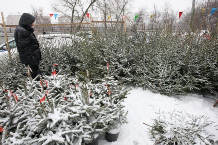 Первый елочный базар откроется в Красногорске 6 декабря