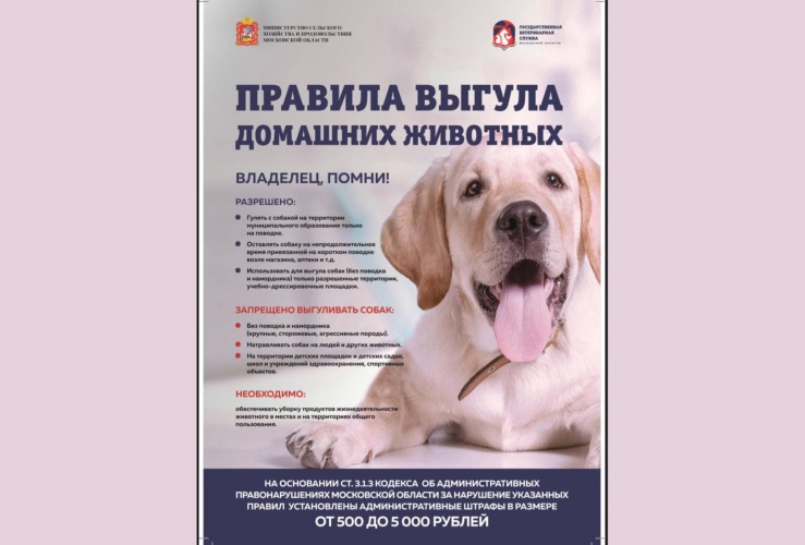 Правила выгула домашних животных в Красногорске