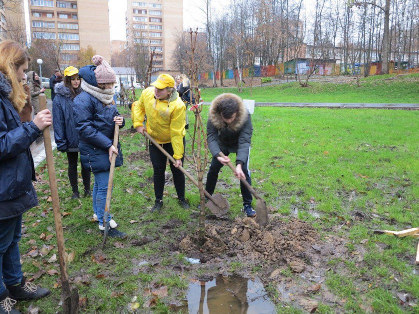 Около 200 саженцев каштанов и клёнов посадили в Красногорске