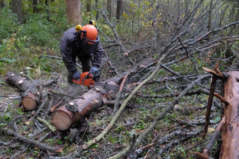 Красногорск присоединился к федеральному проекту «Чистый лес»