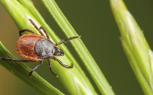 Клещи. Как предотвратить нападение