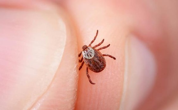 Болезнь Лайма