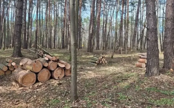 В Красногорске ведут уборку неликвидной древесины в лесных массивах