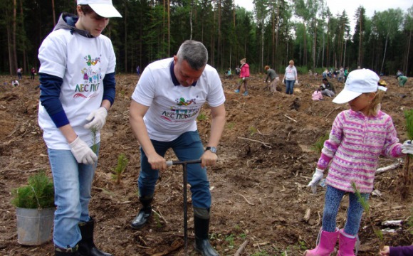 В Нахабино посадили 7500 саженцев сосны