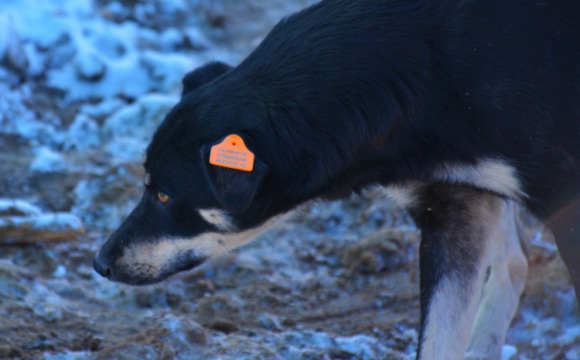 Ни одна бродячая собака в Красногорске не пострадала