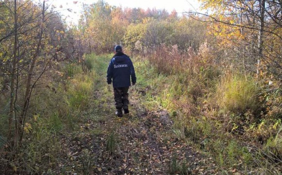 50 человек вывели из леса спасатели Московской области с начала 2019 года