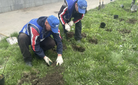 В рамках акции «Сад памяти» в Красногорске продолжаются высадки зеленых насаждений