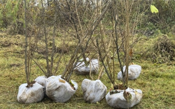 Аллея памяти в честь погибших воинов