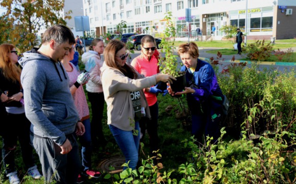 В Красногорске высадили более 300 молодых деревьев и кустарников