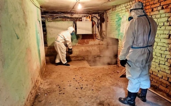Госжилинспекция проконтролировала выселение блох, тараканов и крыс из трех домов в Мытищах, Шатуре и Люберцах