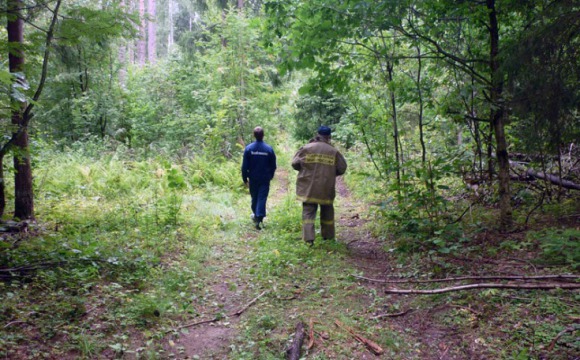 Более 800 заблудившихся вывели спасатели из лесов Московской области