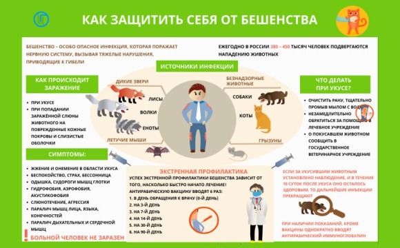 О мерах профилактики бешенства