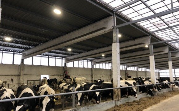 Порядка 10 старых молочных ферм реконструируют в Подмосковье ежегодно
