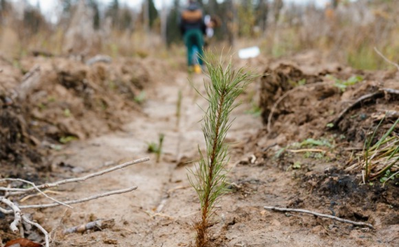 В Сабурово участники «Зеленого дня» высадили более 15 тысяч сосен
