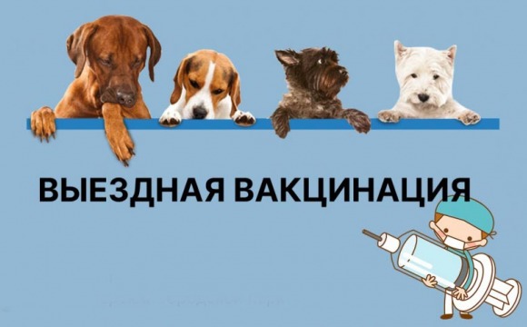 Выездные мероприятия по чипированию, регистрации и вакцинации домашних животных пройдут в июне