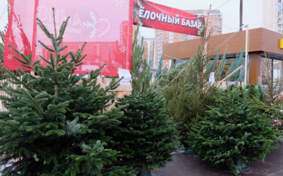 Более 20 елочных базаров открылись в Красногорске