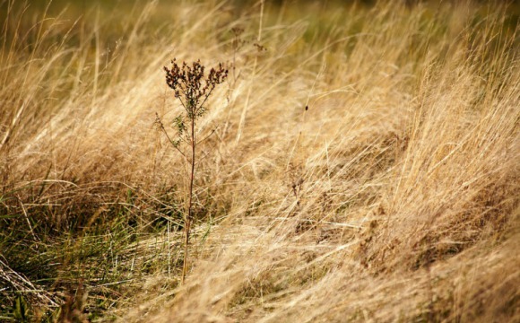 Пал сухой травы: опасность и ответственность 