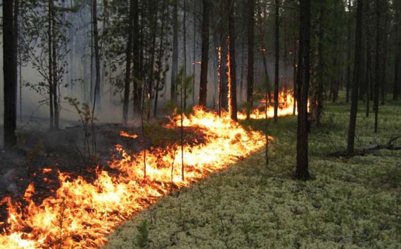 На территории Московской области начался пожароопасный сезон