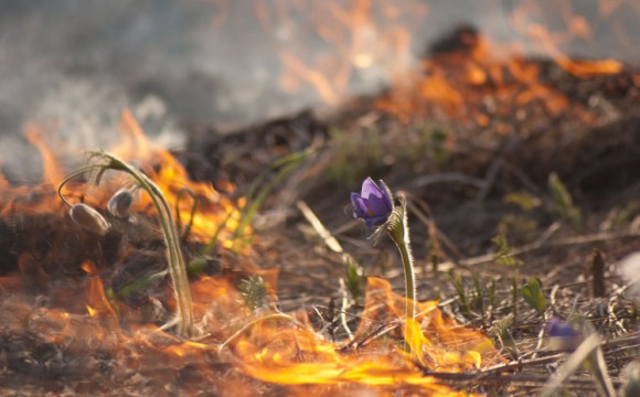Красногорцам напоминают о рисках возникновения природных пожаров