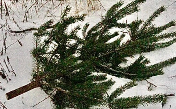 В Красногорске задержали новогоднего лесоруба