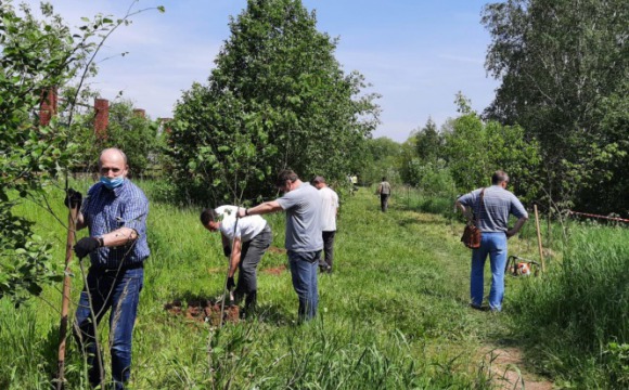 В Красногорске продолжается высадка деревьев