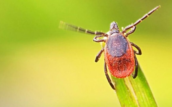 Горячая линия по вопросам профилактики клещевого энцефалита и других инфекций, передающихся клещами