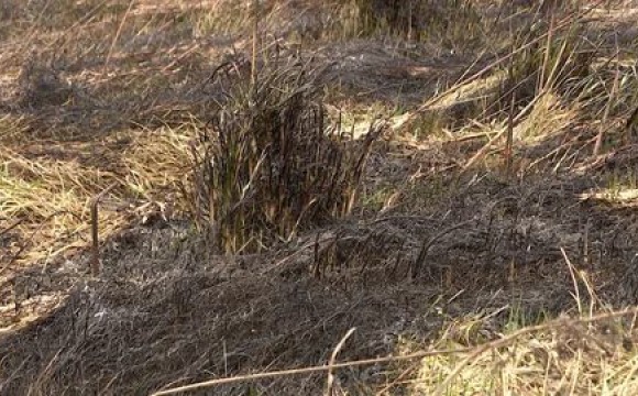 Красногорцев предостерегают от весеннего пала травы