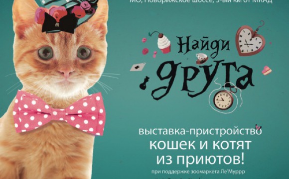 Выставка – пристройство для кошек и котят из приютов пройдет 21 декабря