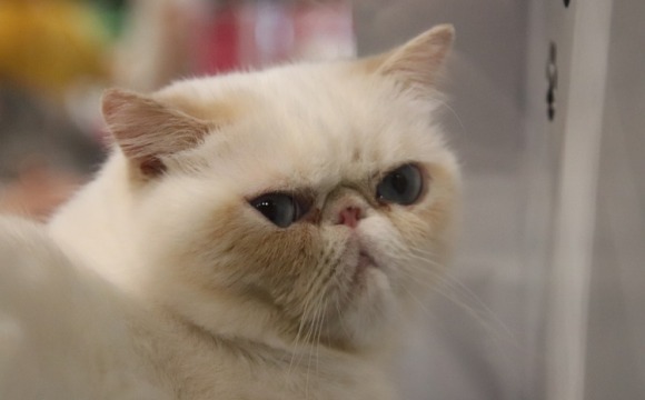 Выставка кошек «Winter Cat Show» пройдет в Красногорске