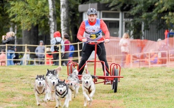 В Красногорске прошли соревнования по ездовому спорту
