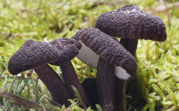Минэкологии: обнаружены новые местообитания редкого гриба-симбионта