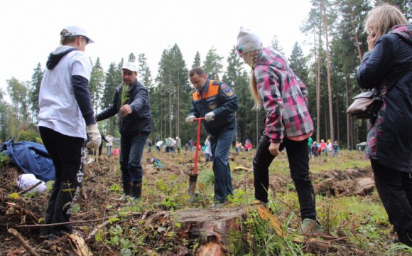Акция "Наш лес. Посади свое дерево" прошла в Красногорском районе