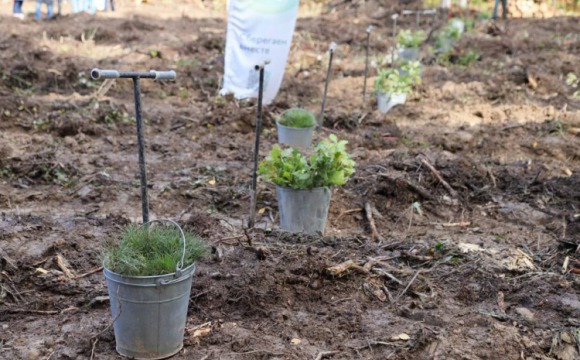 Более 40 тысяч сеянцев сосны высадили в лесах Красногорска