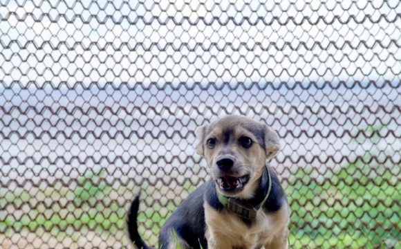 Преданный друг: история пса, который спас десятки жизней красногорских бойцов СВО
