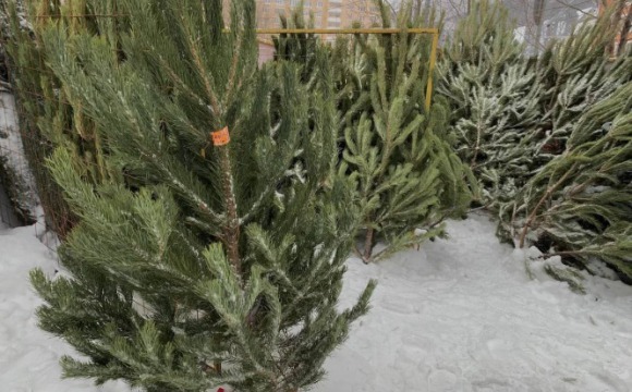 Елочные базары в Красногорске начнут работать 10 декабря