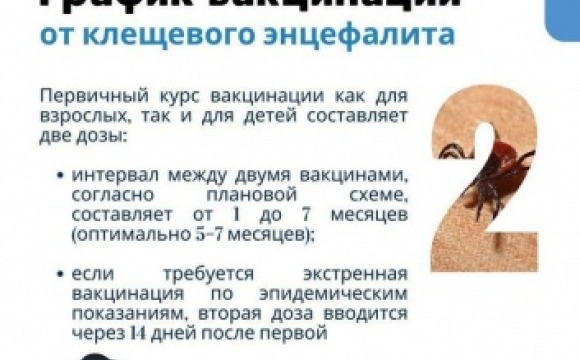 Клещи не дремлют: вторая фаза активности