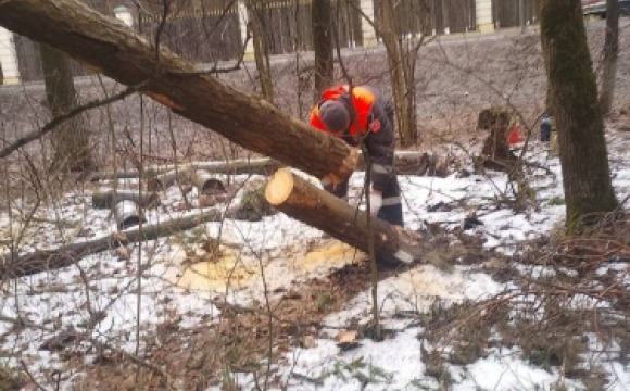 В рамках подготовки к весеннему сезону сотрудники Красногорской городской службы проводят опиловку аварийных деревьев