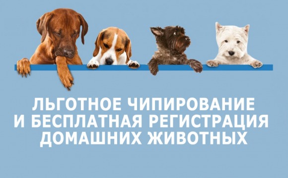 Акция по льготному чипированию и бесплатной регистрации питомцев стартует в Нахабино